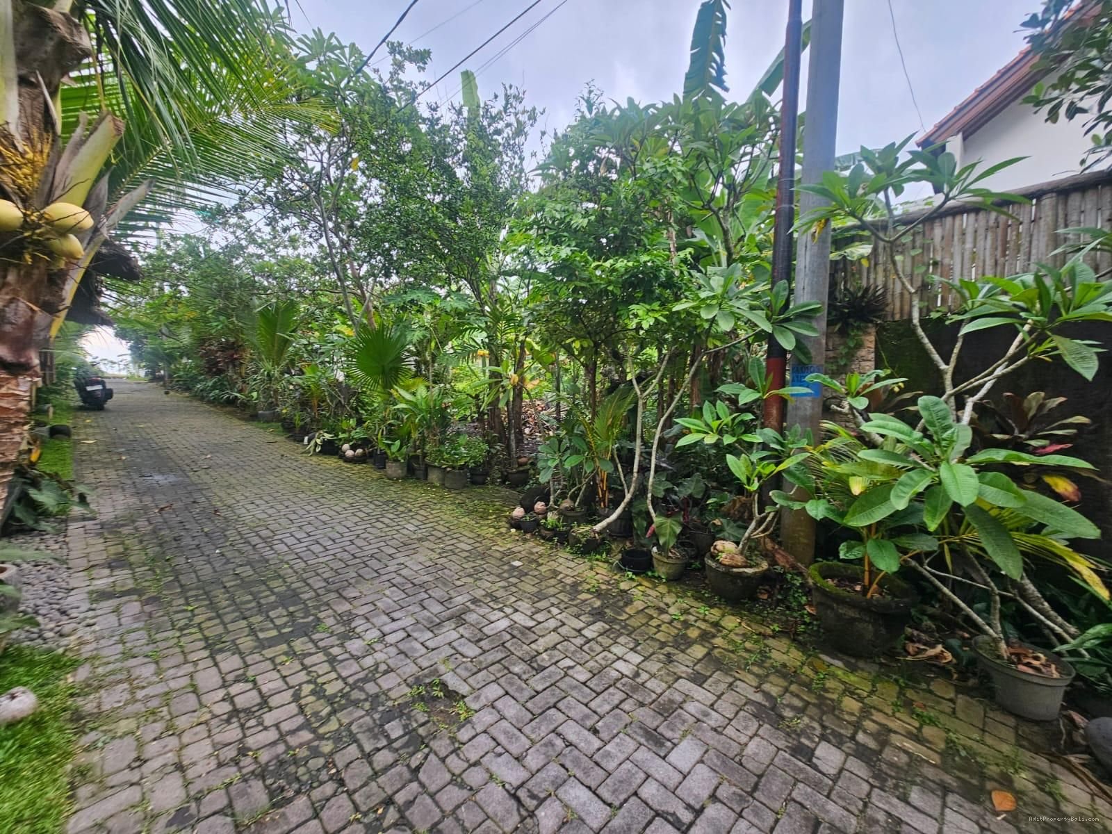 Tanah padonan canggu