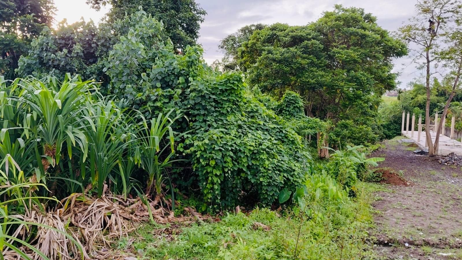 Tanah Los Sungai Raya Tumbak Bayuh Pererenan Badung
