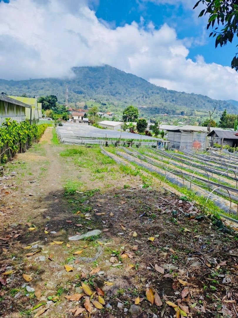 Tanah bedugul tabanan