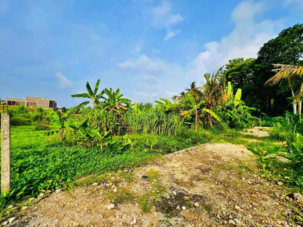 Tanah View Sawah Pantai Nyanyi Kediri Tabanan
