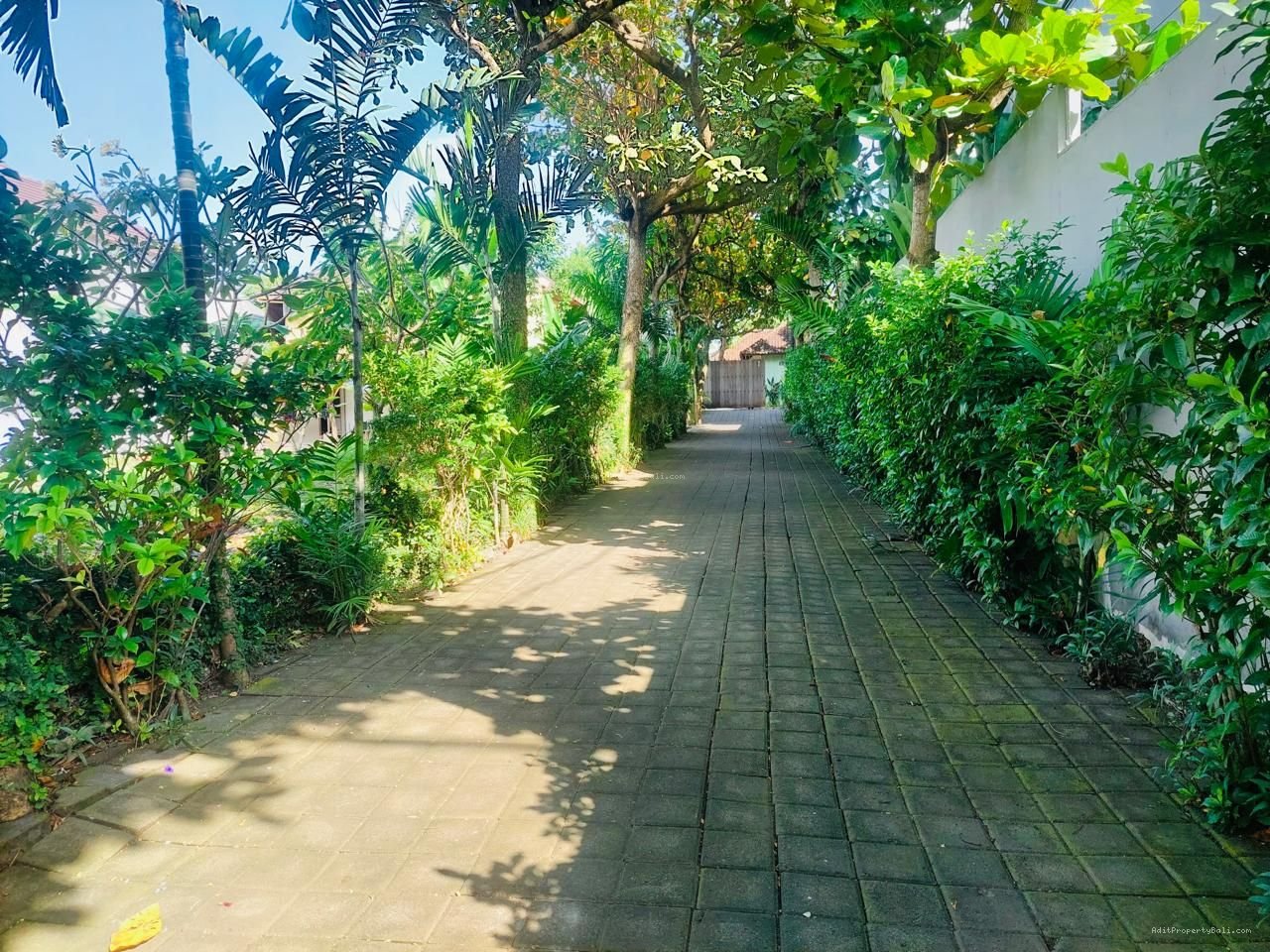 Tanah berawa canggu bali