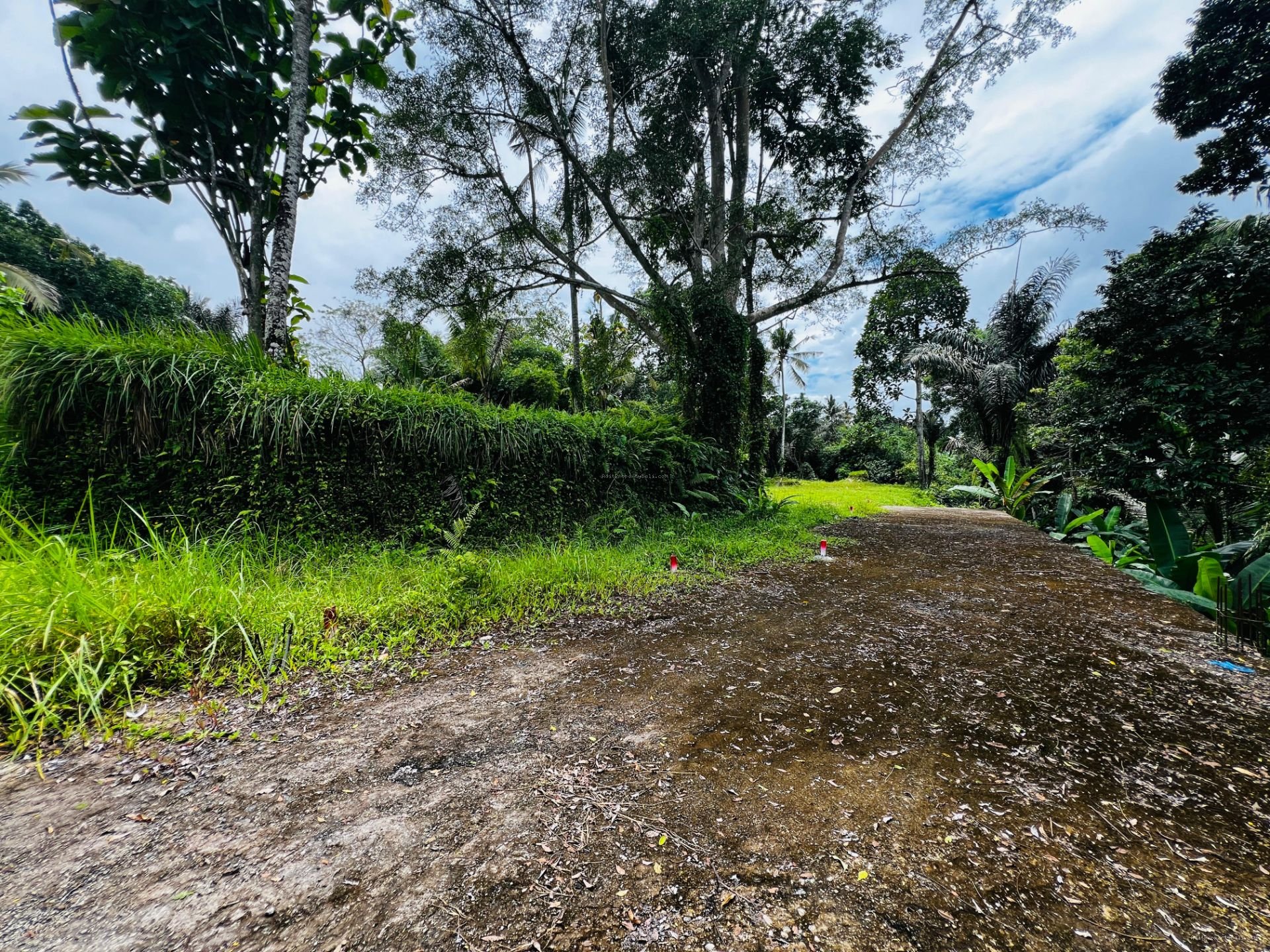 Tanah murah jungle payangan ubud