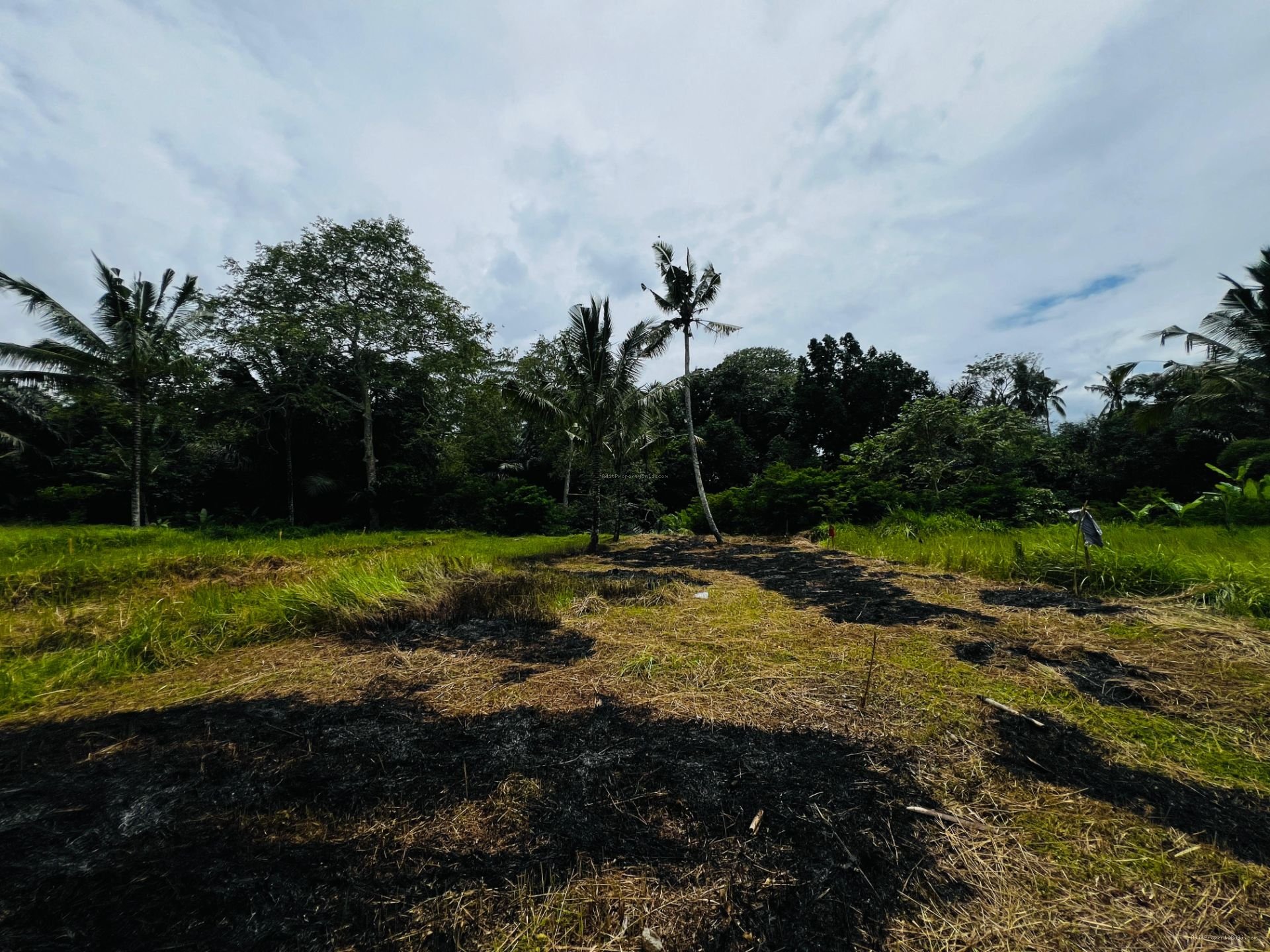 Tanah murah jungle payangan ubud