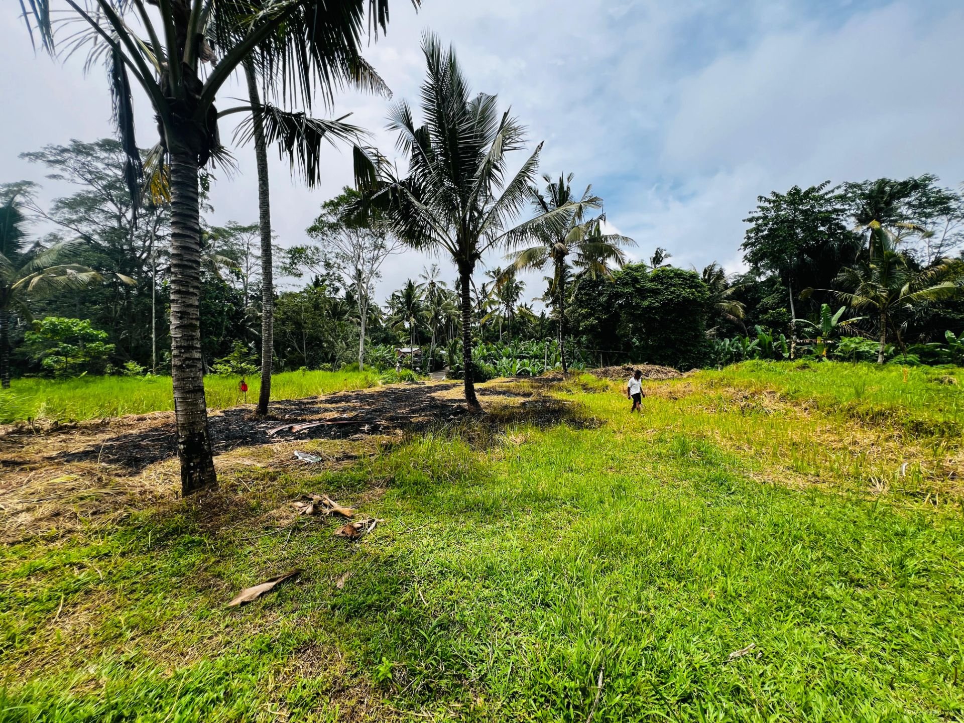 Tanah murah jungle payangan ubud