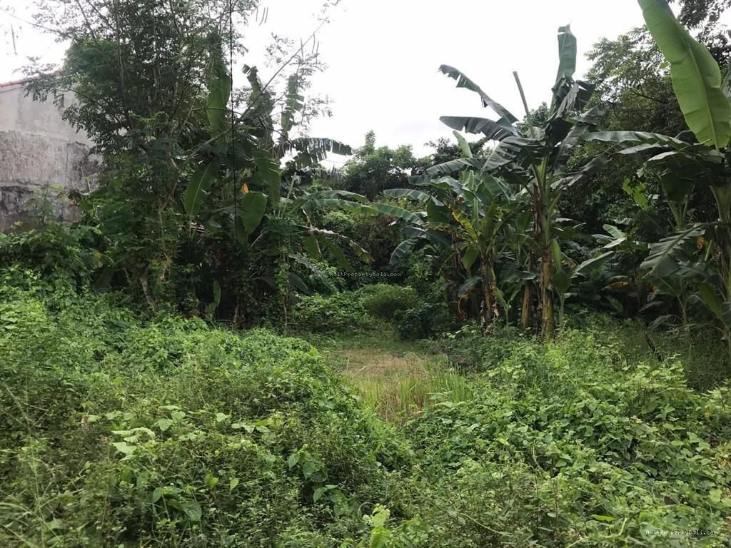 Tanah tegal cupek kerobokan