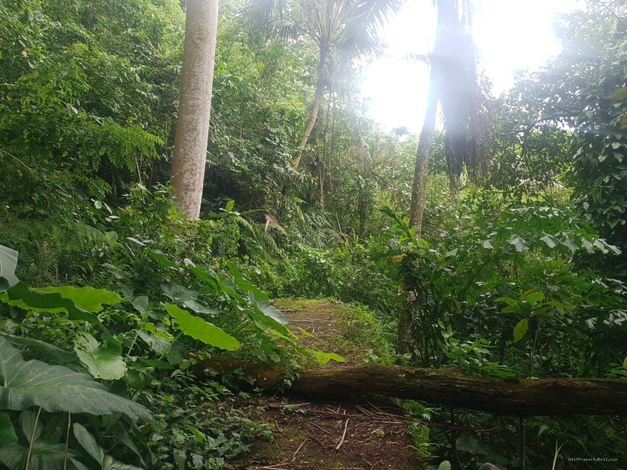Tanah Los Sungai Kedewatan Ubud Gianyar