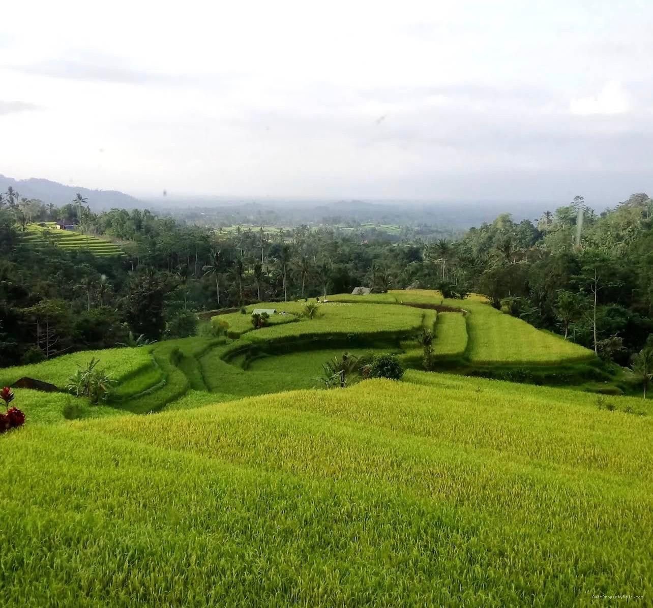 Villa view jungle river baturiti tabanan
