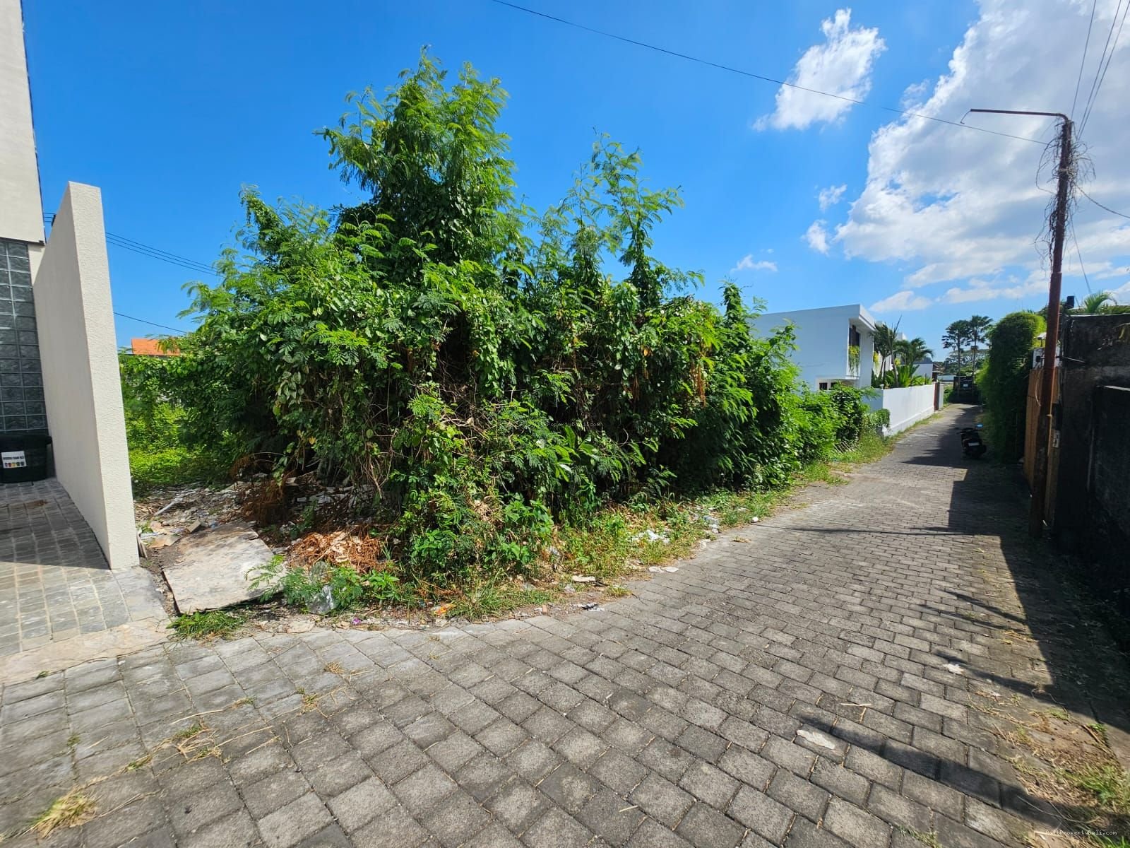 Tanah anggrek berawa canggu