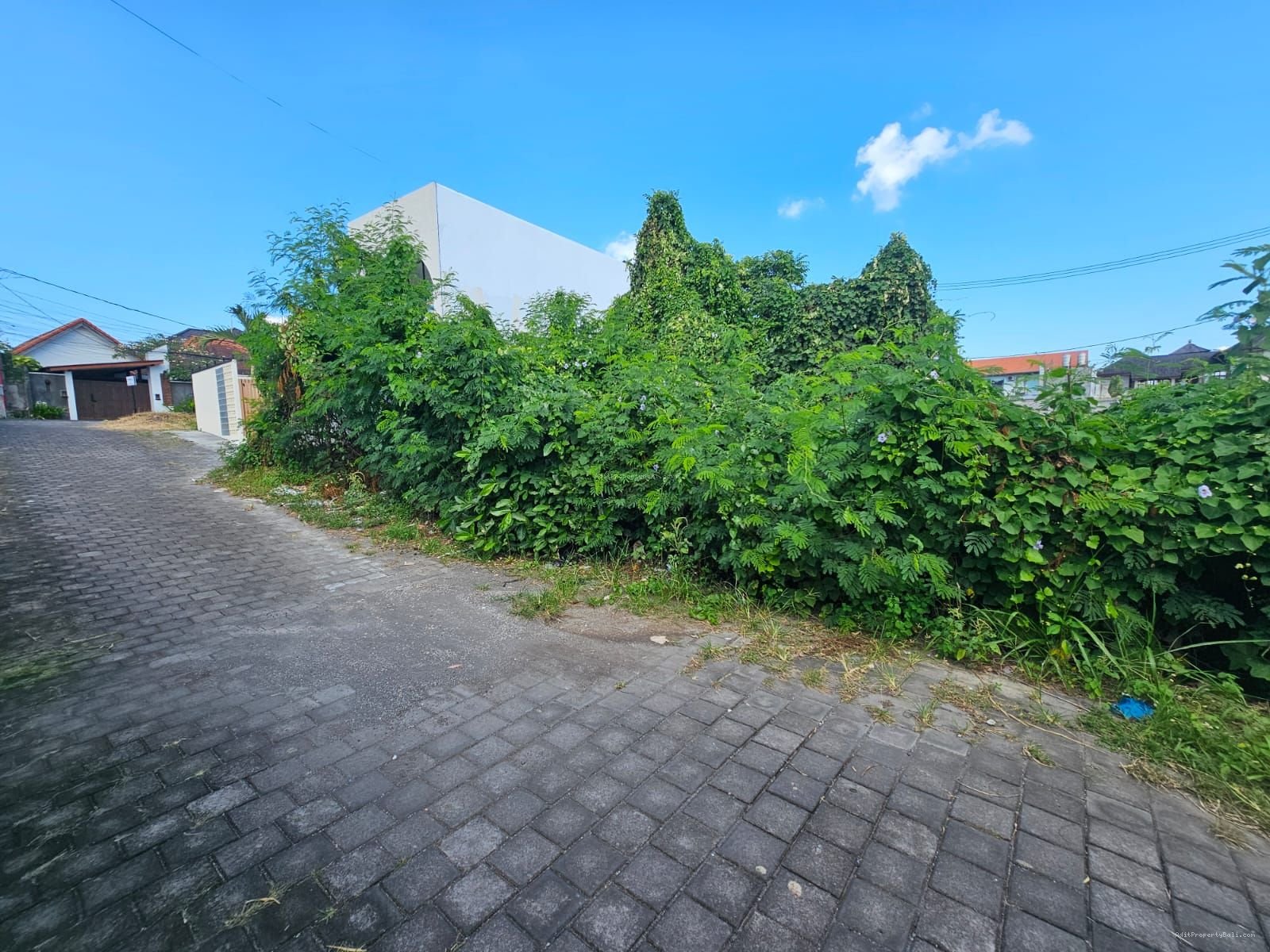 Tanah anggrek berawa canggu