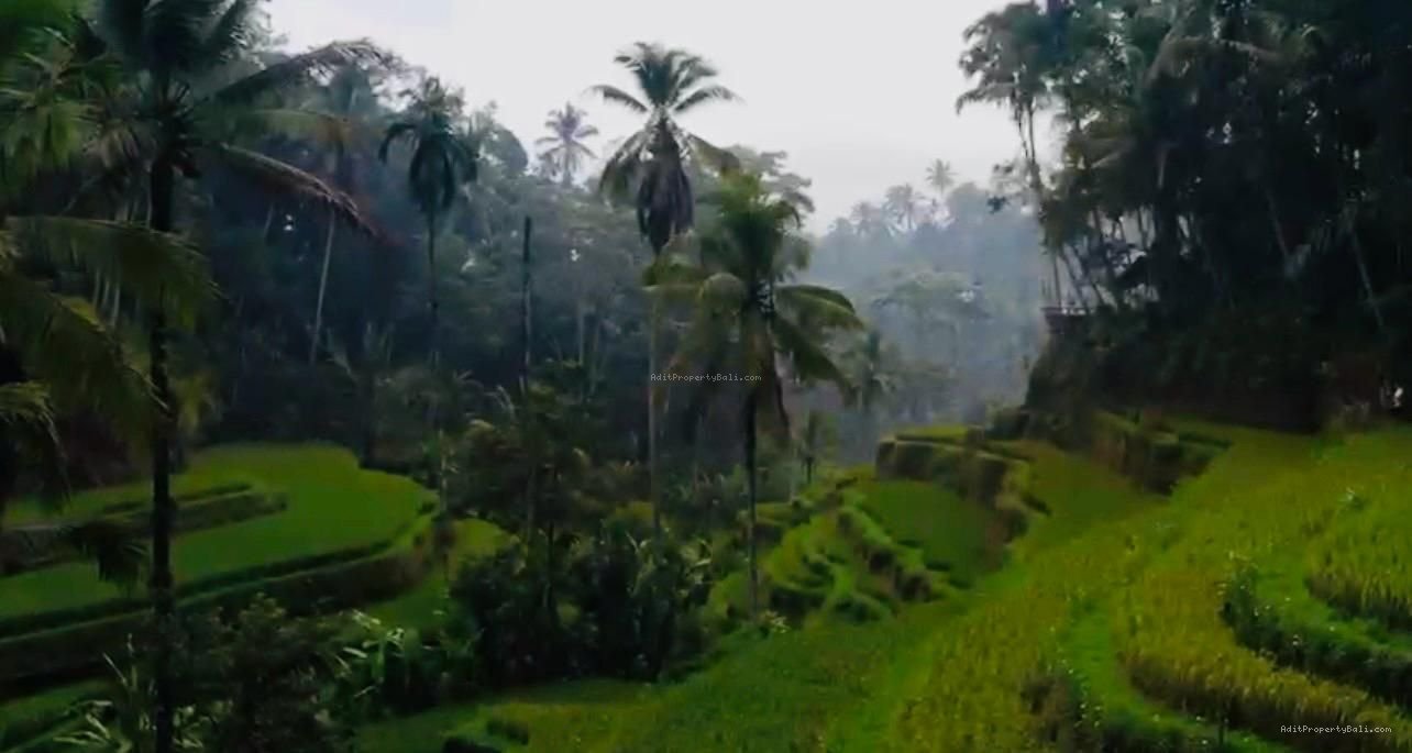 Tanah kedewatan ubud